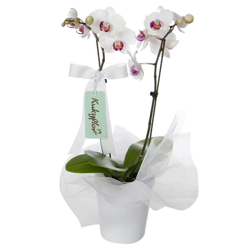 Orchid plant double wand ceramic base