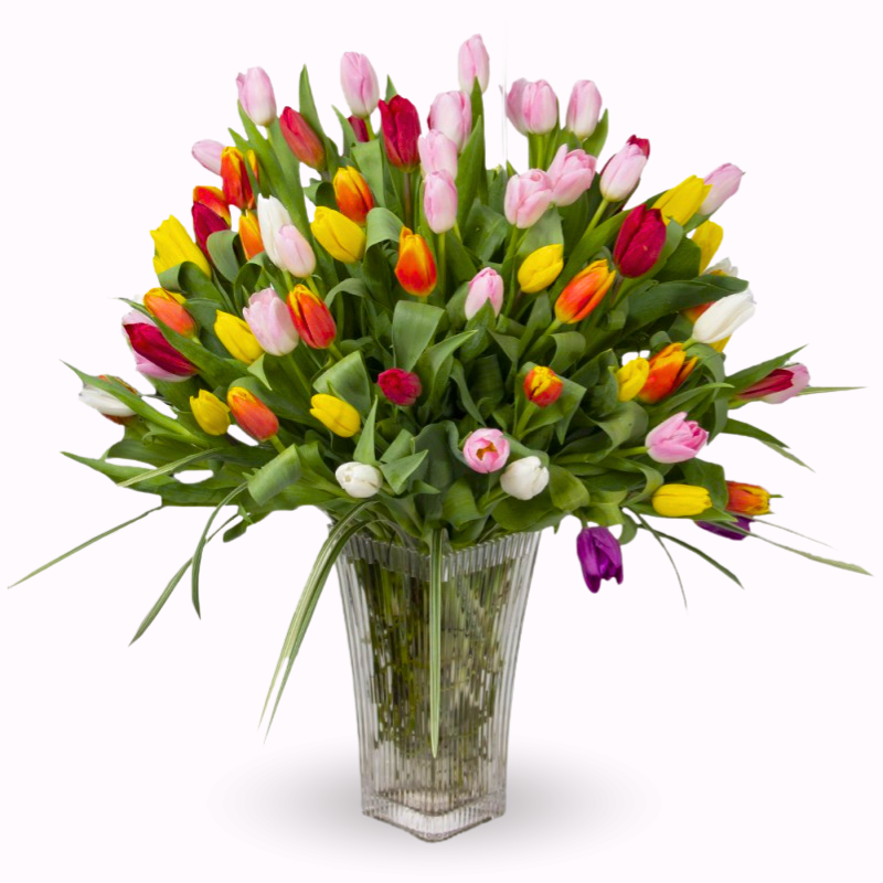 Arrangement of 100 tulips in a vase