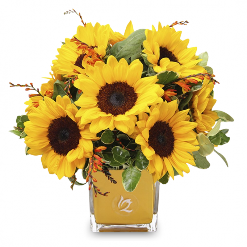 Arrangement of 10 sunflowers in a glass cube