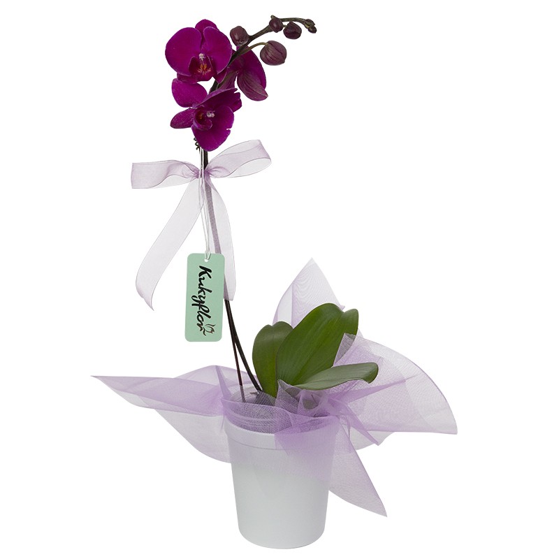 Ceramic Base Orchid Plant D