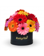 Boxed Gerberas: The Ideal Floral Gift | Delivery Lima and Callao