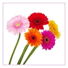 Gerberas