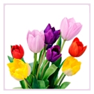 Tulipanes