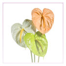 Anthuriums