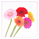 Gerberas