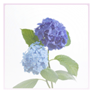 Hydrangeas