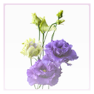 Lisianthus