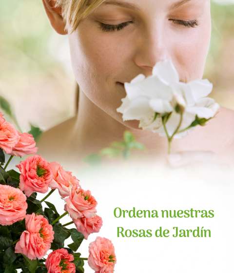 rosas de jardin