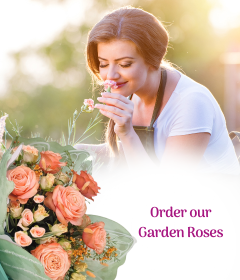 Send garden roses to a loved one