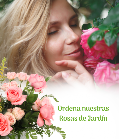 rosas de jardin