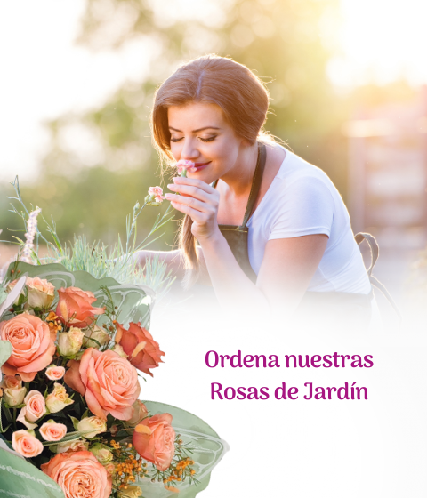 enviar rosas de jardin a un ser querido