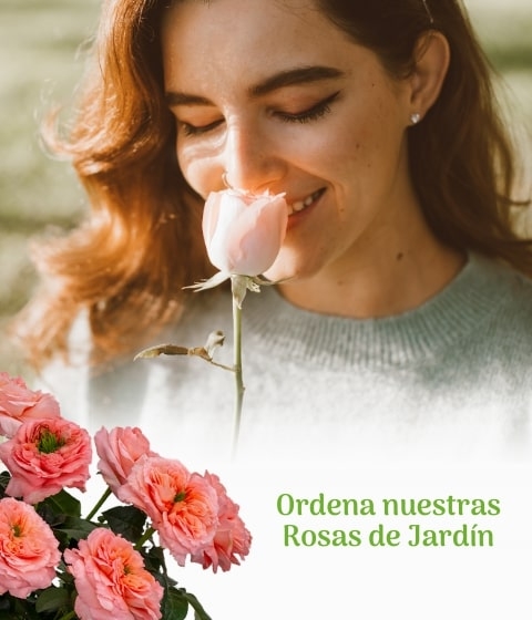 enviar rosas de jardin a un ser querido