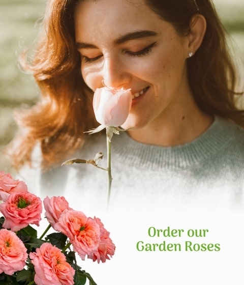 Send garden roses to a loved one