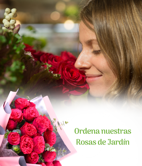 rosas de jardin